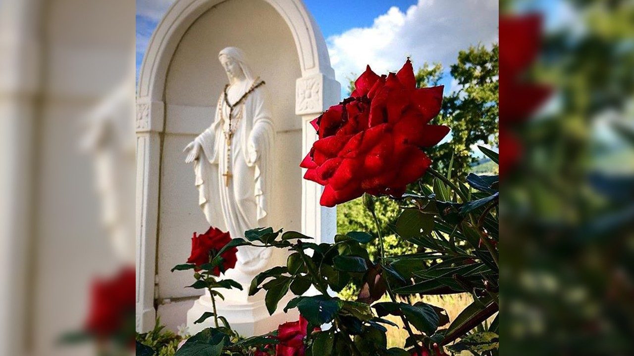 Panna Mária ruža